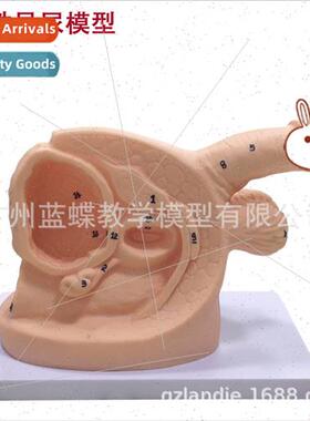 Male Female Internal External Anatomy Catheterization Model