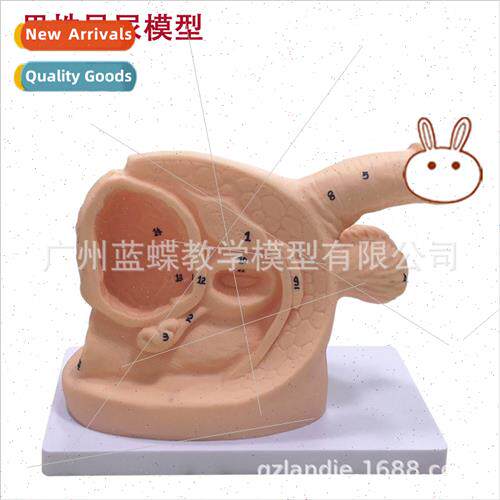 Male Female Internal External Anatomy Catheterization Model