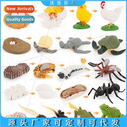 Animal growth growth cycle insect teaching model chicken but