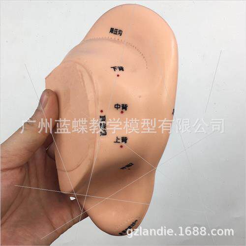 Meridian ear acupuncture point model/ear massage model/ear r