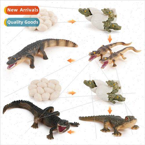 Animal Model Mini Wild Crocodile Growth Cycle Toy Solid Croc