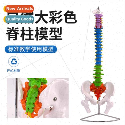 80cm colorful spine wh pelvis femur model adult 1:1 natural