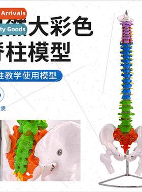 80cm colorful spine wh pelvis femur model adult 1:1 natural
