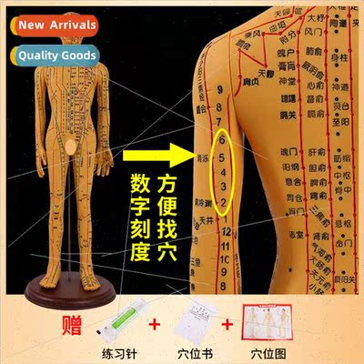 62cm high-definion engraved copper-colored acupuncture human