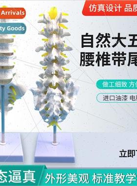 Natural large five lumbar vertebrae wh caudal vertebrae mode