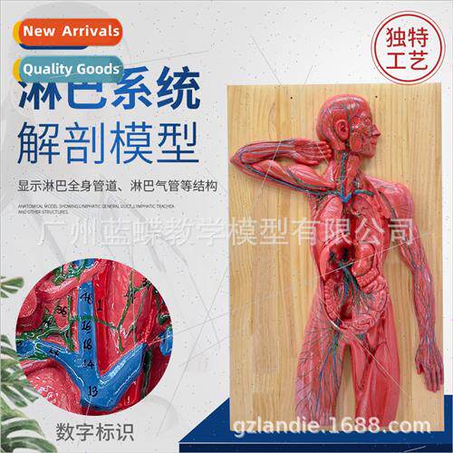 Medical human lymphatic anatomical model immune thoracic sur