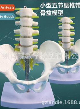 Small pelvis wh five lumbar vertebrae model human lumbar ver