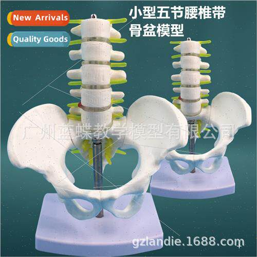 Small pelvis wh five lumbar vertebrae model human lumbar ver