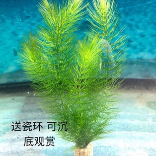 真草金鱼藻水草鱼缸造景净化水质水培增氧新手植物懒人阴性后景草