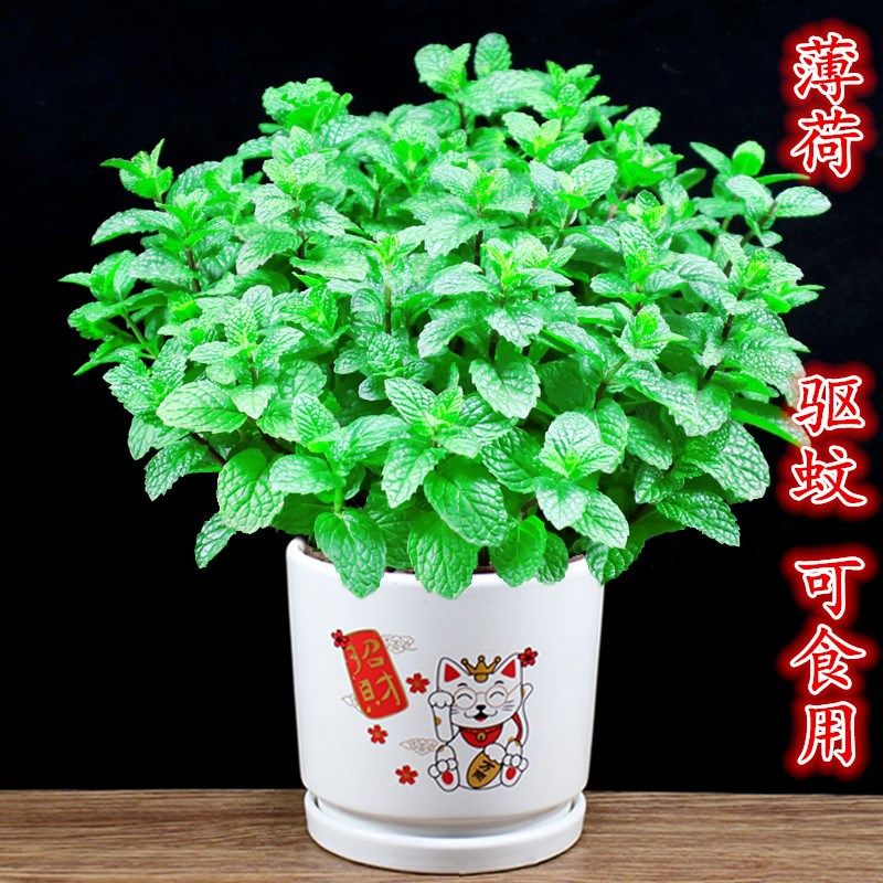 去蚊子植物驱蚊草室外家里适合放客厅的绿植薄荷盆栽可食用防蚊除