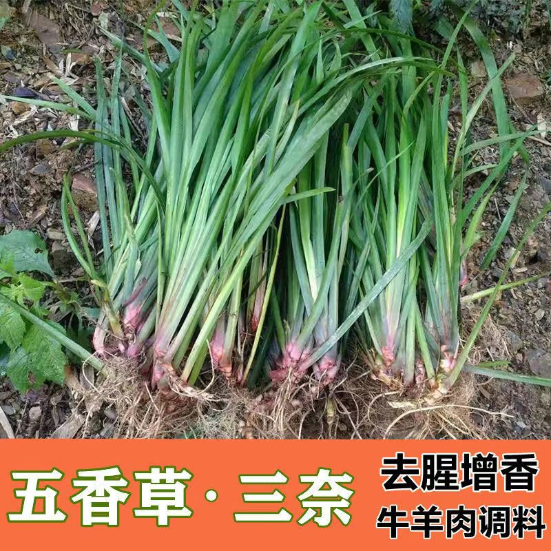 现货贵州特产新鲜山奈去腥除味调味香料五香草带根盆栽可食用种植
