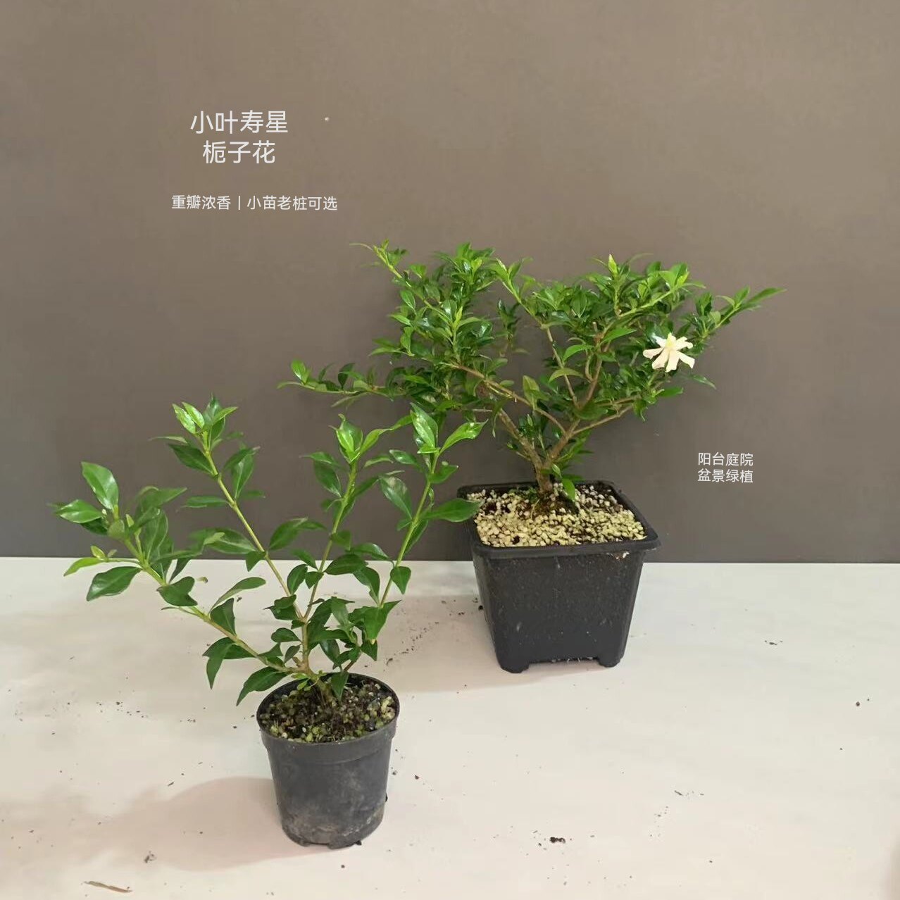 小叶寿星栀子花盆栽 小苗小老桩桌面绿植