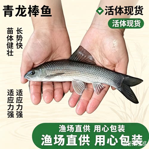 江苏青龙棒鱼苗川华鲮油