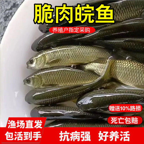 脆肉皖鱼淡水吃草好养一年8斤
