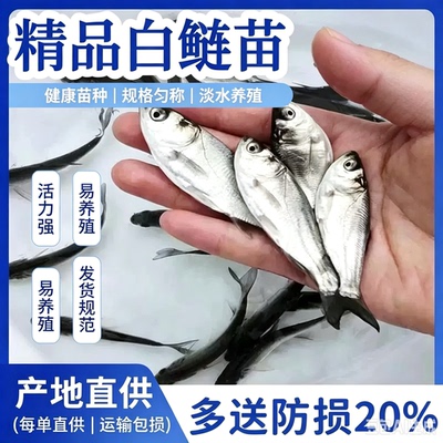 浙江白鲢鱼苗花半斤大头