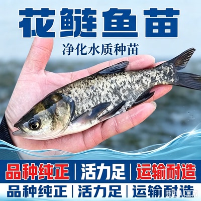 特大号半斤花鲢鱼苗淡水