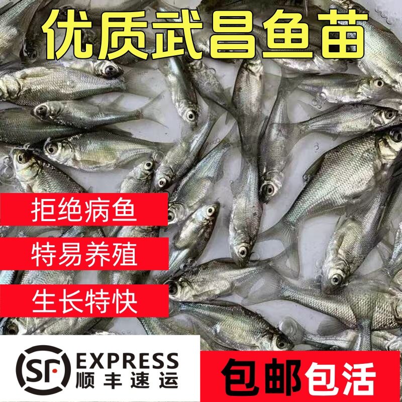 顺丰中通包邮优质武昌鱼特大鱼苗特大冷水淡水养殖渔场直销包活