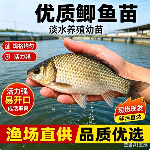 湖南鲫鱼苗淡水中科6五号