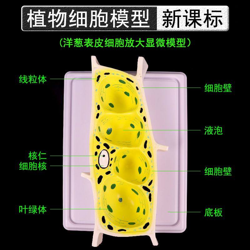 植物细胞模型洋葱表皮细胞显微放大模型细胞壁细胞质细胞核核仁叶