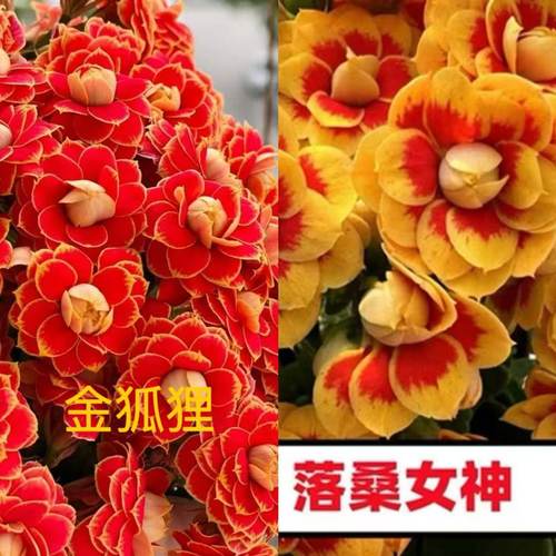 长寿花大盆【洛桑女神+金狐狸】组合两盆
