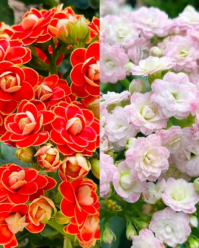 长寿花大盆【金狐狸+浪漫樱花】组合两盆