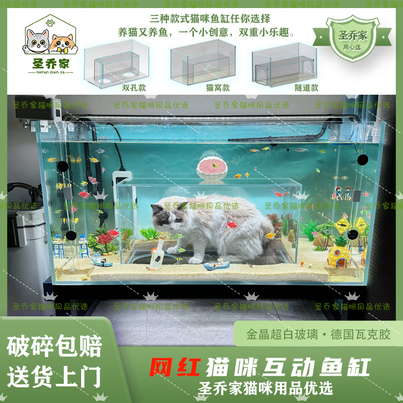 超白猫咪鱼缸猫咪互动