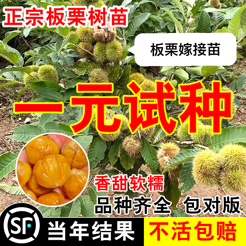 板栗苗树嫁接地栽南方北方种植大红袍当年结果特大板栗树果树果苗