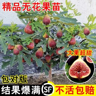 特大波姬红南北方阳台种植地栽当年结果 无花果树苗盆栽水果苗四季