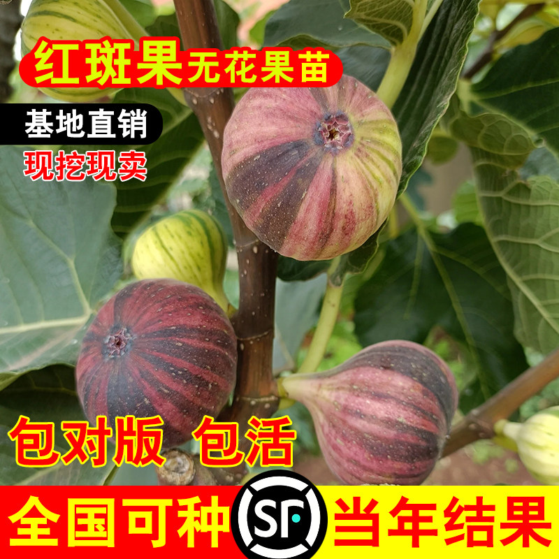 花皮无花果苗品种无花果树苗盆栽地栽南北方种植花皮彩虹无花果苗