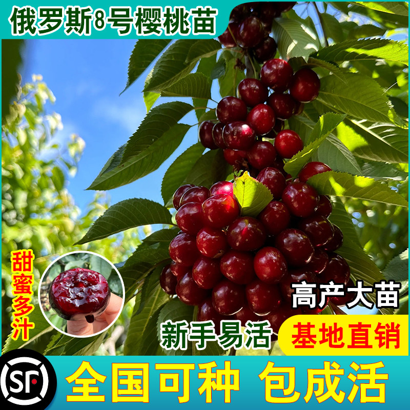 俄罗斯8号大樱桃树樱桃苗南北方地栽特大车厘子盆栽嫁接当年结果