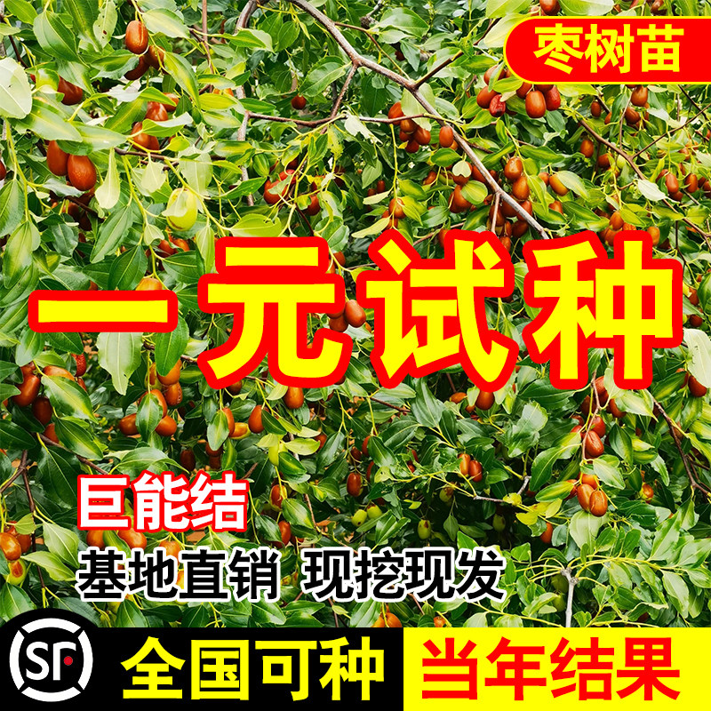 枣树活苗特大冬枣嫁接特大北方南方种植庭院葫芦枣树果树果苗盆栽怎么看?