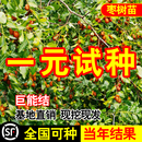 枣树活苗特大冬枣嫁接特大北方南方种植庭院葫芦枣树果树果苗盆栽