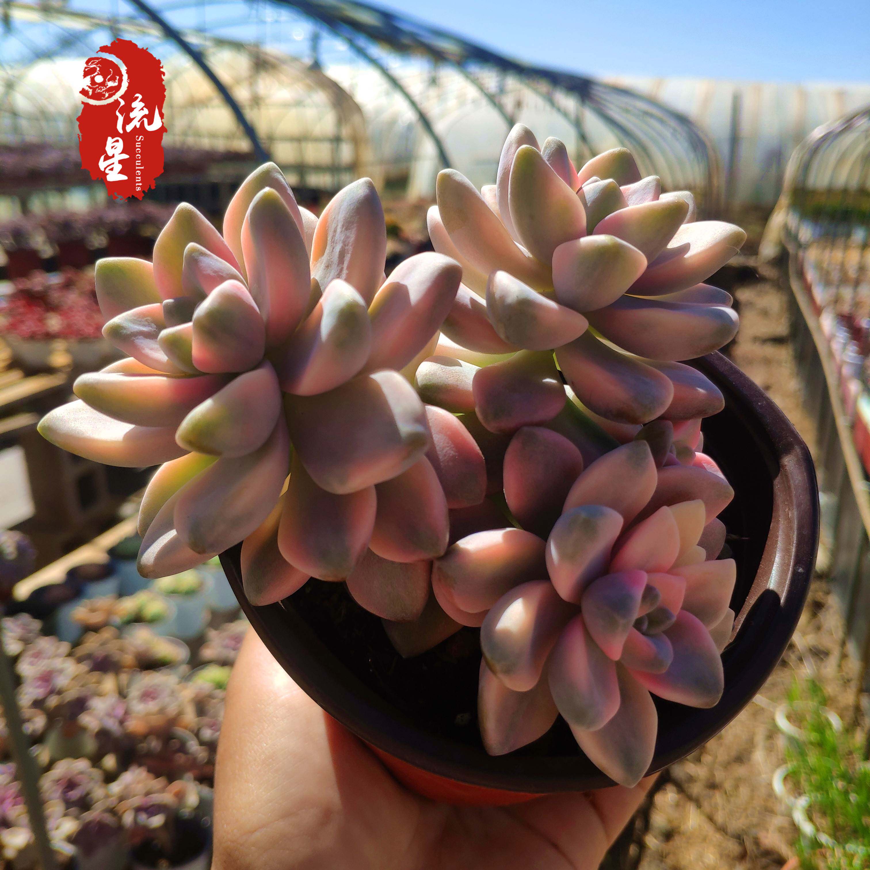 美杏锦 多肉植物盆栽办公室阳台创意花卉云南直发贵货稀有品种