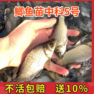 鲫鱼苗活体中科5号淡水鱼塘养殖银鲫工程鲫彭泽鲫湘云鲫鱼苗包邮