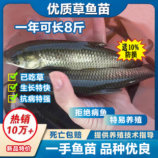 大草鱼苗淡水鱼苗养殖鱼缸花鲢鱼苗小白鲢鱼苗食用喂饲料活体重