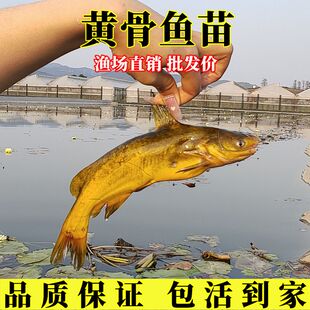 黄骨鱼苗黄颡鱼苗淡水养殖黄辣丁鱼苗黄鸭叫黄丫头昂刺鱼苗