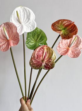 禹涵3D打印红掌仿真手感胶布绿掌