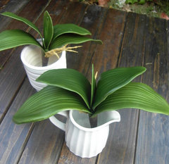 hoa giả de bàn giá rẻ [Hoa từ phía bên kia] 5 miếng PU nỉ chùm lá Phalaenopsis Phalaenopsis có lá Bộ chậu Phalaenopsis cây trầu bà leo cột giả bình hoa lụa đẹp