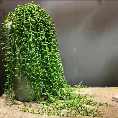 仿真情人泪珍珠塑料藤条泡沫插花
