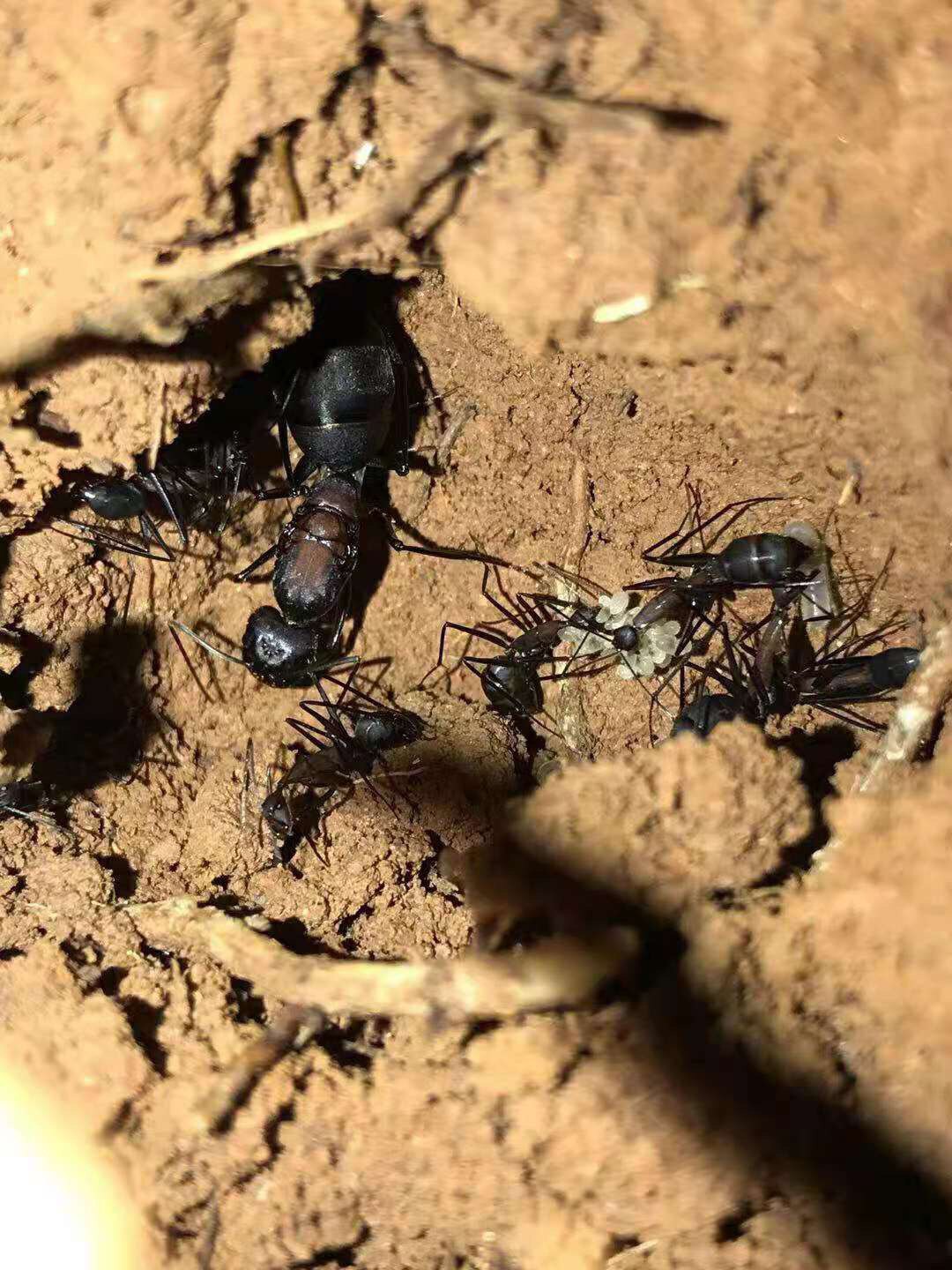 Узкошеий дугообразный муравей Camponotus angusticollis - редкий коллекционный вид домашних крупных муравьев Изображение 1