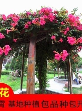 美国凌霄花苗 庭院爬藤植物老桩盆栽花卉四季紫藤花树苗攀援包邮