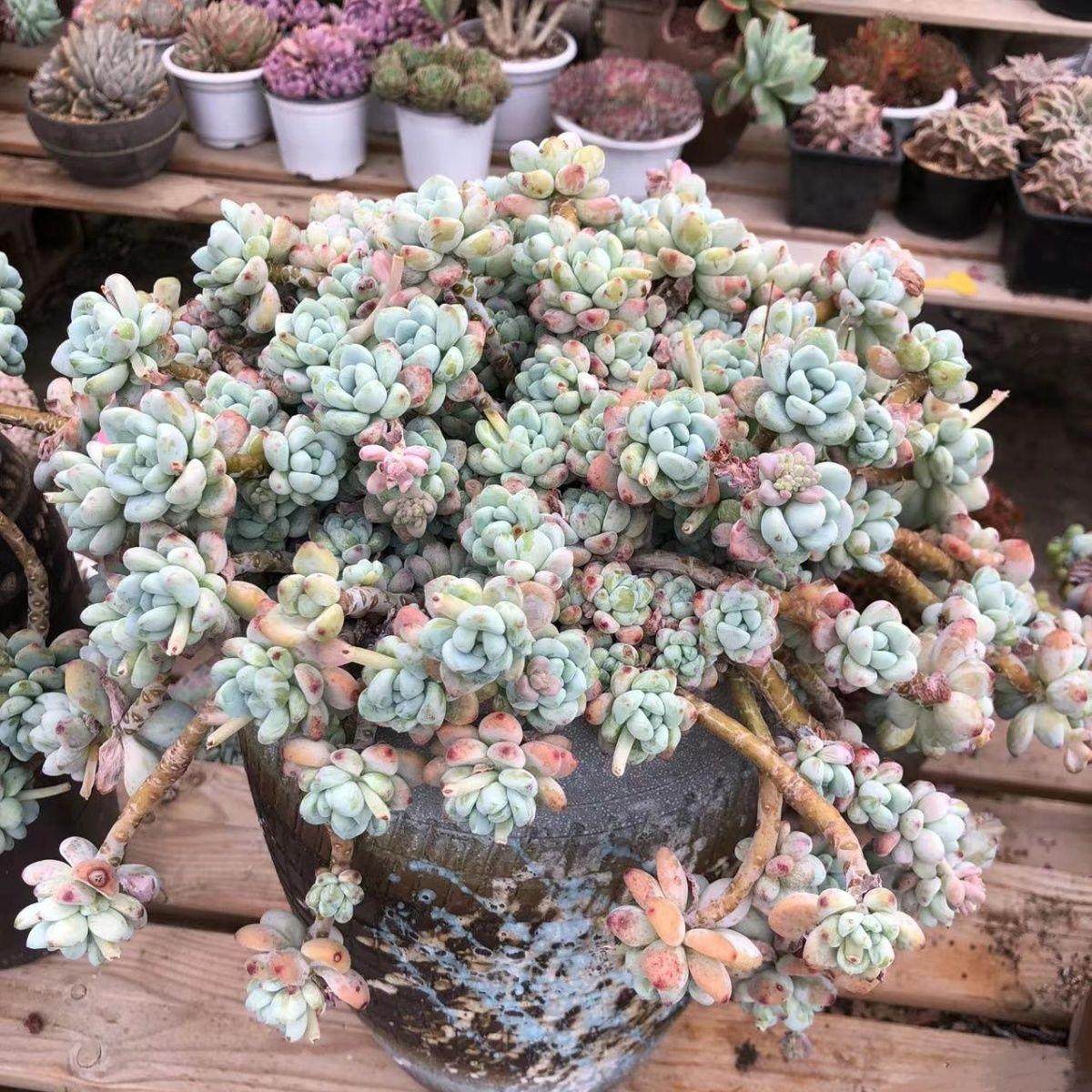 大老桩有香味劳尔新手室内阳台盆栽罗琦肉肉组合易爆盆易度夏出,鲜花速递/花卉仿真/绿植园艺,多肉植物,淘宝优惠券,粉丝福利购,淘宝优惠卷