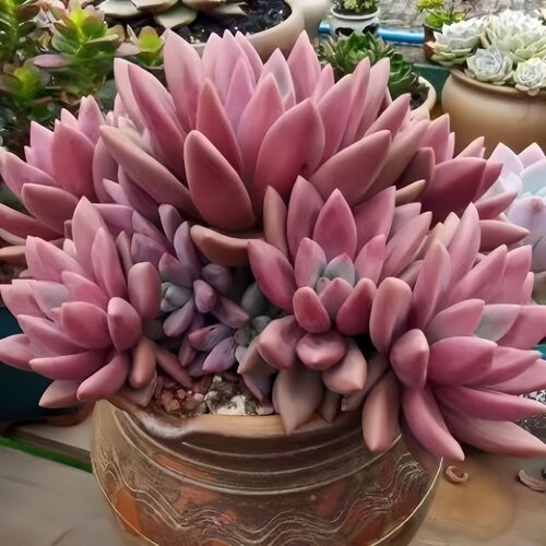 阳台盆栽桃花源多肉新手好养