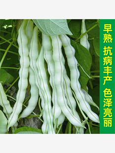 九粒白芸豆种子春秋豆摘不败白不老豆角种籽高产老来少豇豆种子孑