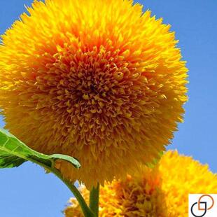 玩具熊观赏向日葵种孑矮向阳花食用葵花种子盆栽春夏秋四季易种籽