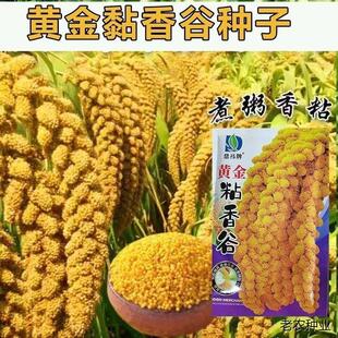 原装黄小米谷种大全黄金粮食大黄米食用粘香谷小米五谷杂纯糯小米