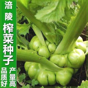 正宗涪陵榨菜种子四川大头菜榨菜头青菜头芥菜夏秋季蔬菜耐高温种
