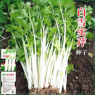 四川白芹菜种子籽白杆芹菜种籽白梗芹菜四季阳台盆栽蔬菜种孑子