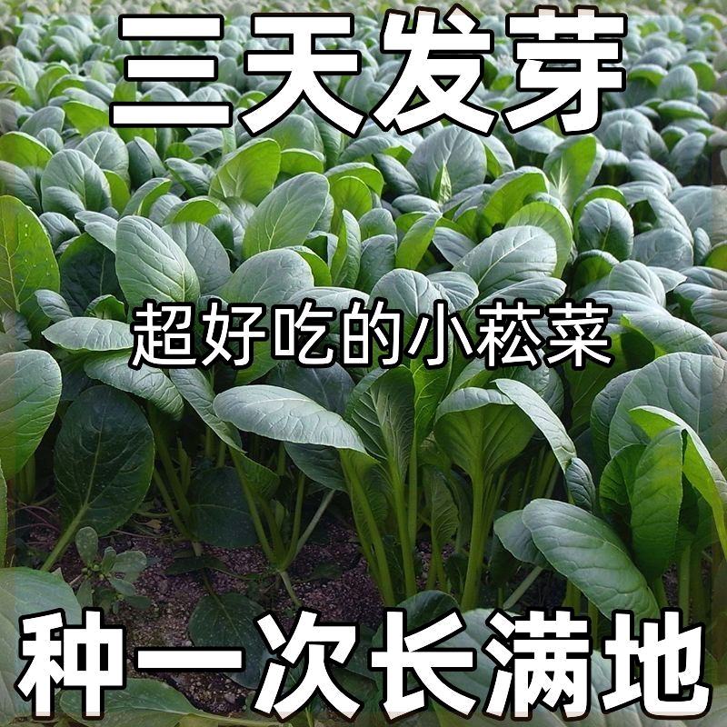 超耐热小松菜种子小菘菜甜脆速生高产青梗菜阳台蔬菜种子大全