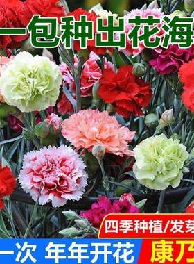 重瓣混色正品康乃馨种浓